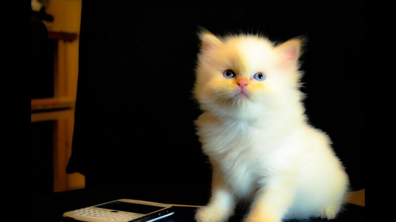 Fluffy White Kitten — Calm, Photograph, Cat, Phone