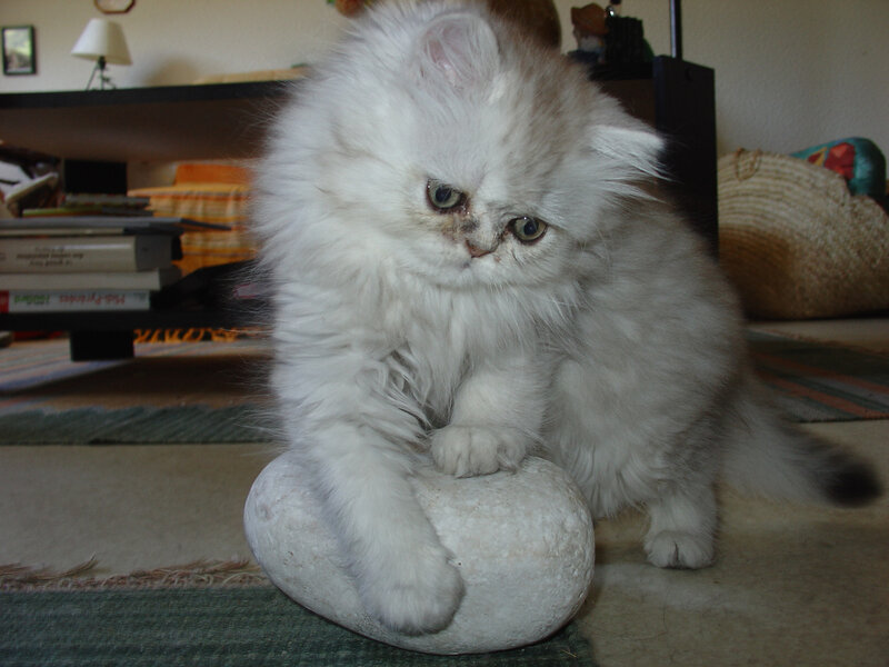 Fluffy White Kitten — Calm, Photograph, Cat