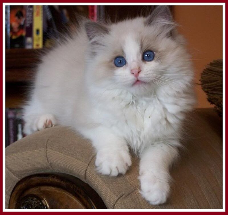 Fluffy White Kitten — Calm, Photograph, Couch