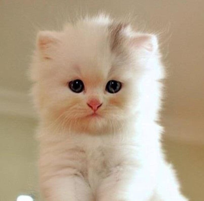 Fluffy White Kitten — Calm, Photograph, Eyes
