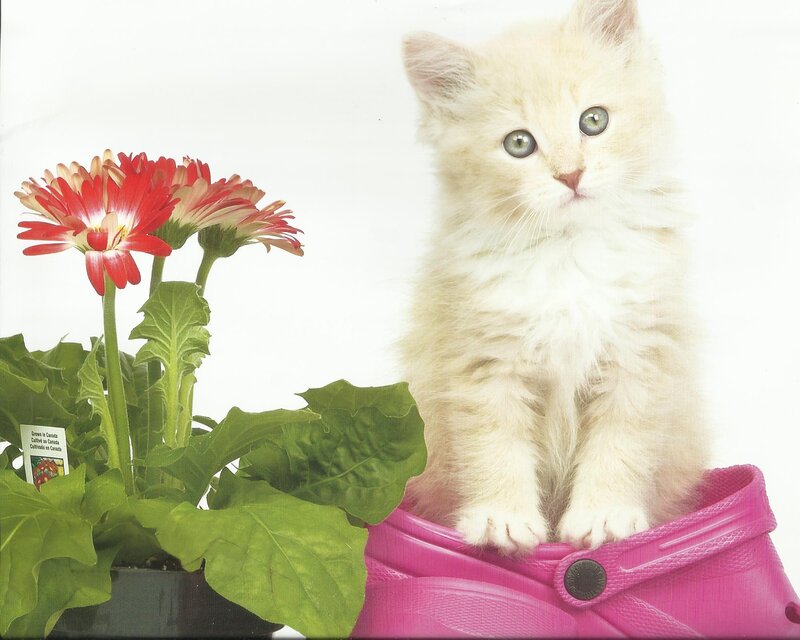 Fluffy White Kitten — Calm, Photograph, Flower