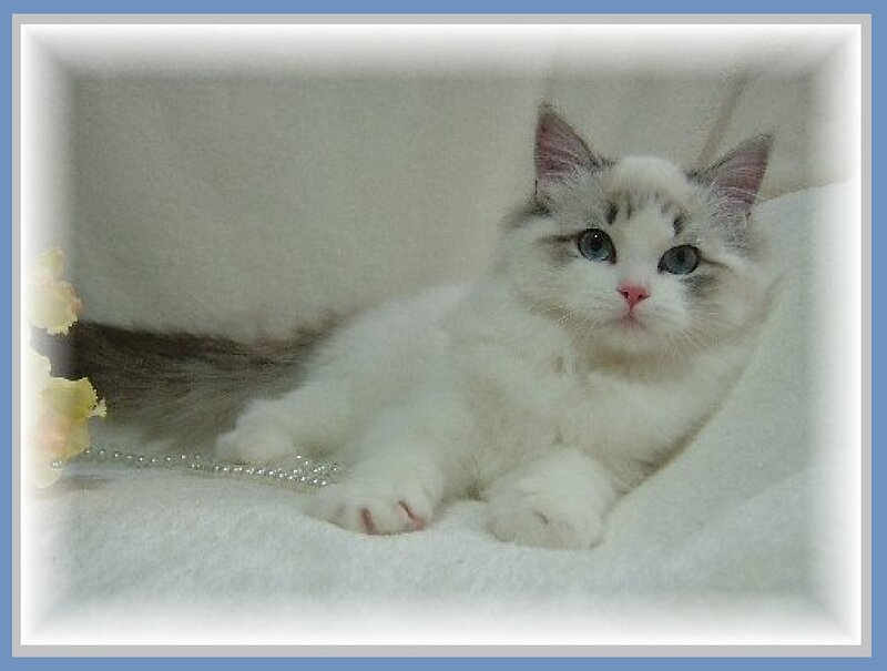 Fluffy White Kitten — Calm, Photograph, Flowers
