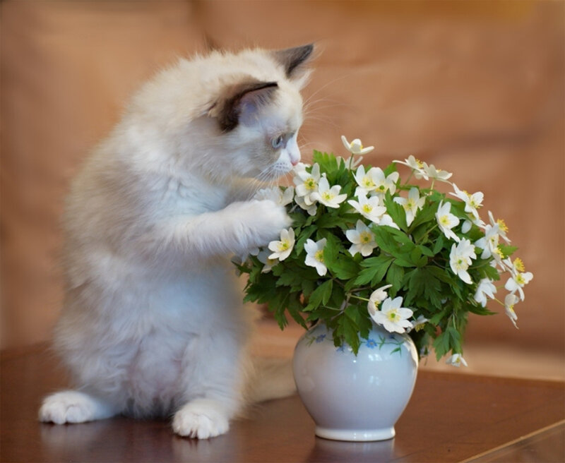 Fluffy White Kitten — Calm, Photograph, Flowers, Vase, Table
