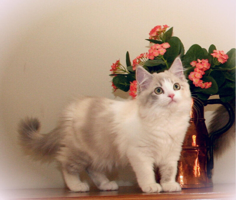 Fluffy White Kitten — Calm, Photograph, Flowers, Vase