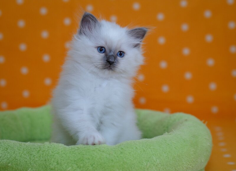 Fluffy White Kitten — Calm, Photograph, Green Bed