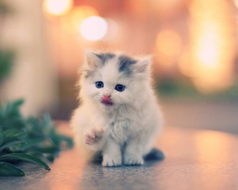 Fluffy White Kitten — Calm, Photograph, Green Leaves