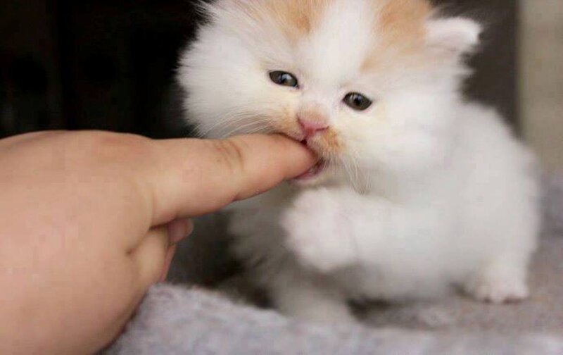 Fluffy White Kitten — Calm, Photograph, Hand, Finger