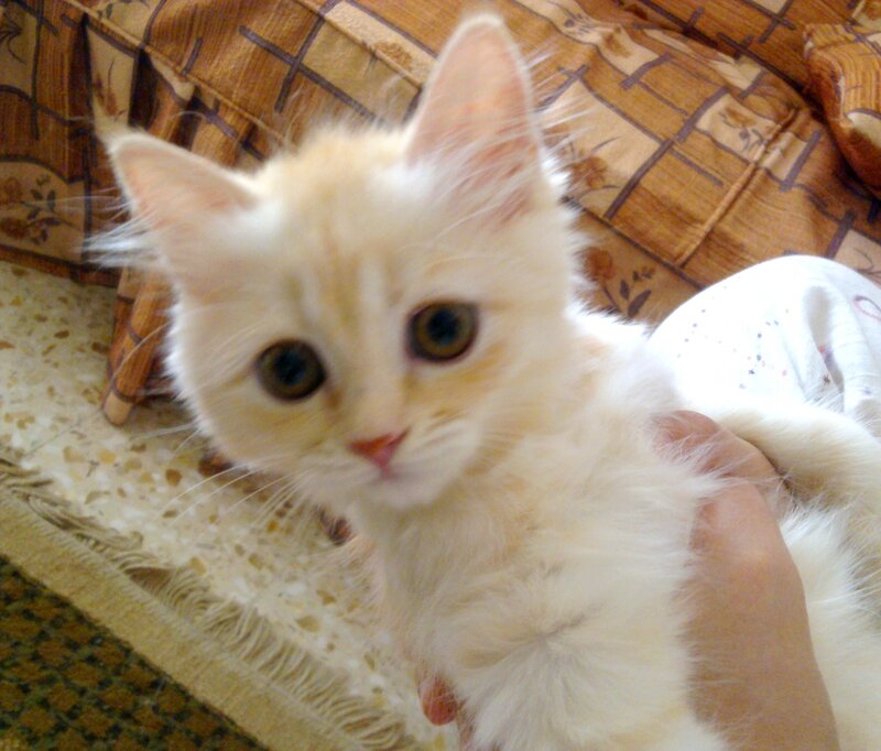 Fluffy White Kitten — Calm, Photograph, Hand