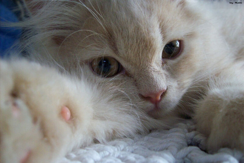 Fluffy White Kitten — Calm, Photograph, Paw