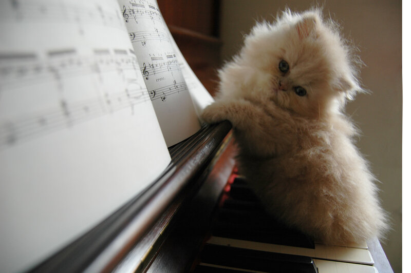 Fluffy White Kitten — Calm, Photograph, Piano