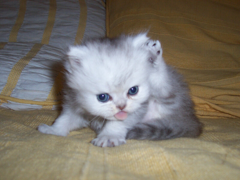 Fluffy White Kitten — Calm, Photograph, Pillow
