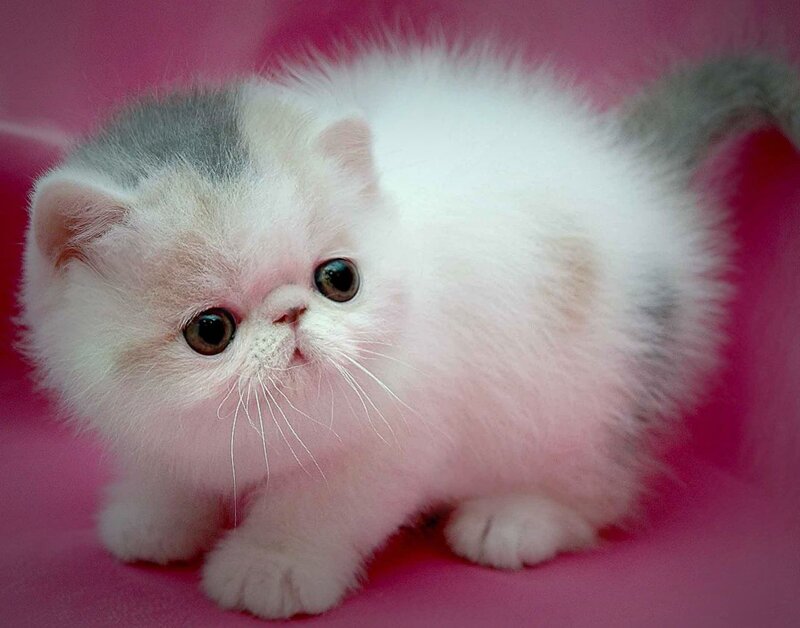 Fluffy White Kitten — Calm, Photograph, Pink Background