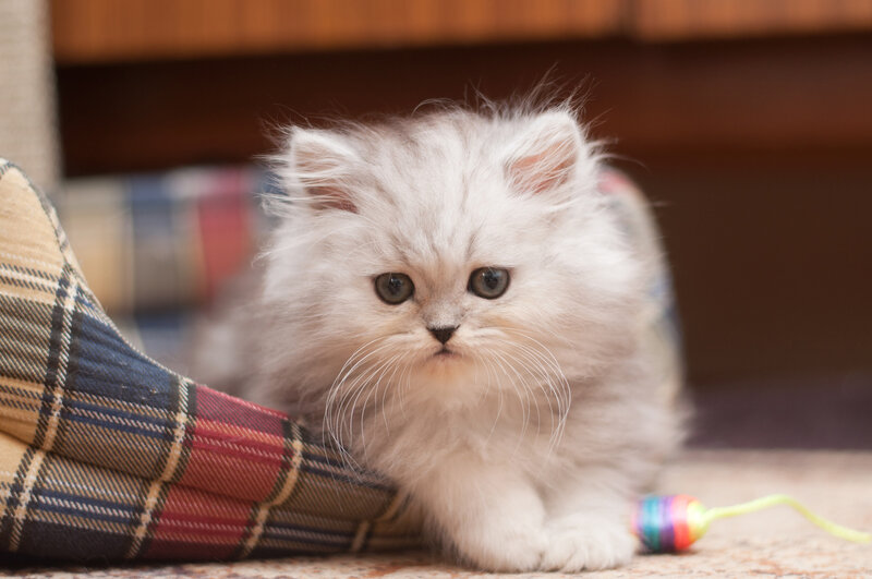 Fluffy White Kitten — Calm, Photograph, Plaid Fabric