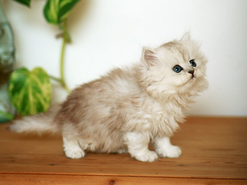 Fluffy White Kitten — Calm, Photograph, Plant