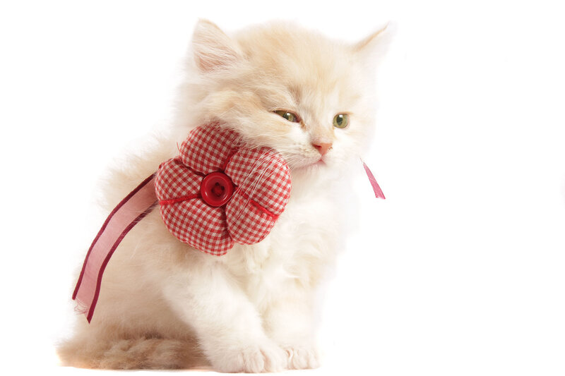 Fluffy White Kitten — Calm, Photograph, Red Bow