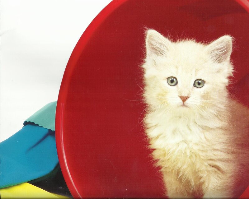Fluffy White Kitten — Calm, Photograph, Red Bowl