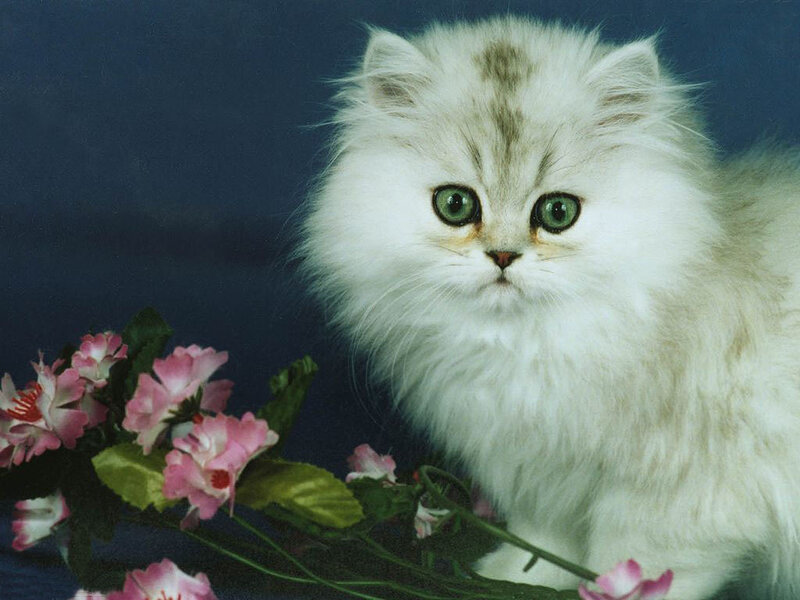 Fluffy White Kitten — Calm, Photograph