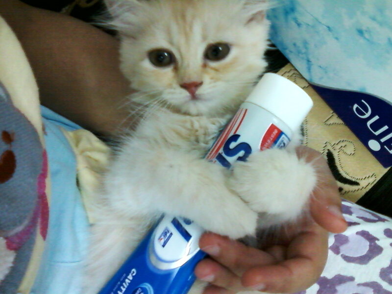 Fluffy White Kitten — Calm, Photograph, Toothpaste