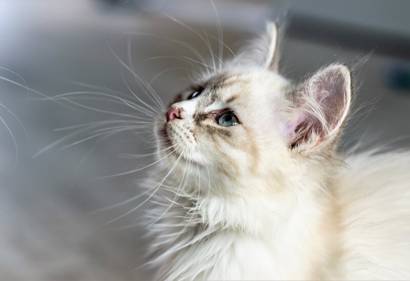 Fluffy White Kitten — Calm, Photograph, Whiskers