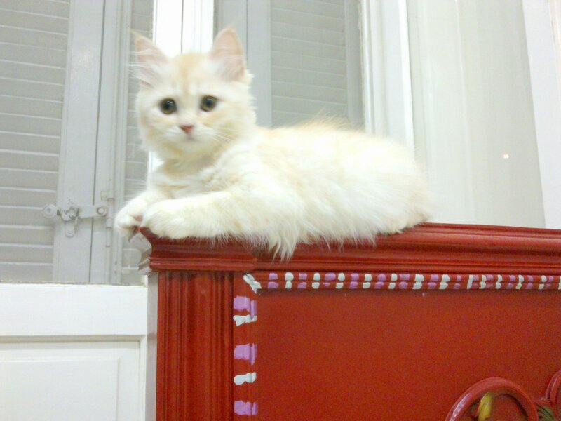 Fluffy White Kitten — Calm, Photograph, Window
