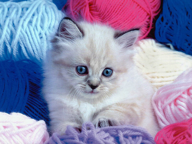 Fluffy White Kitten — Calm, Photograph, Yarn Balls