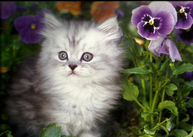 Fluffy White Kitten — Calm, Spring, Photograph, Purple Flowers