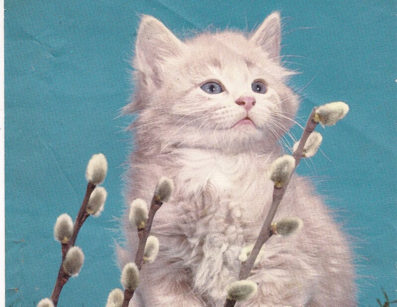 Fluffy White Kitten — Calm, Spring