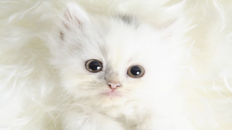fluffy white kitten close-up