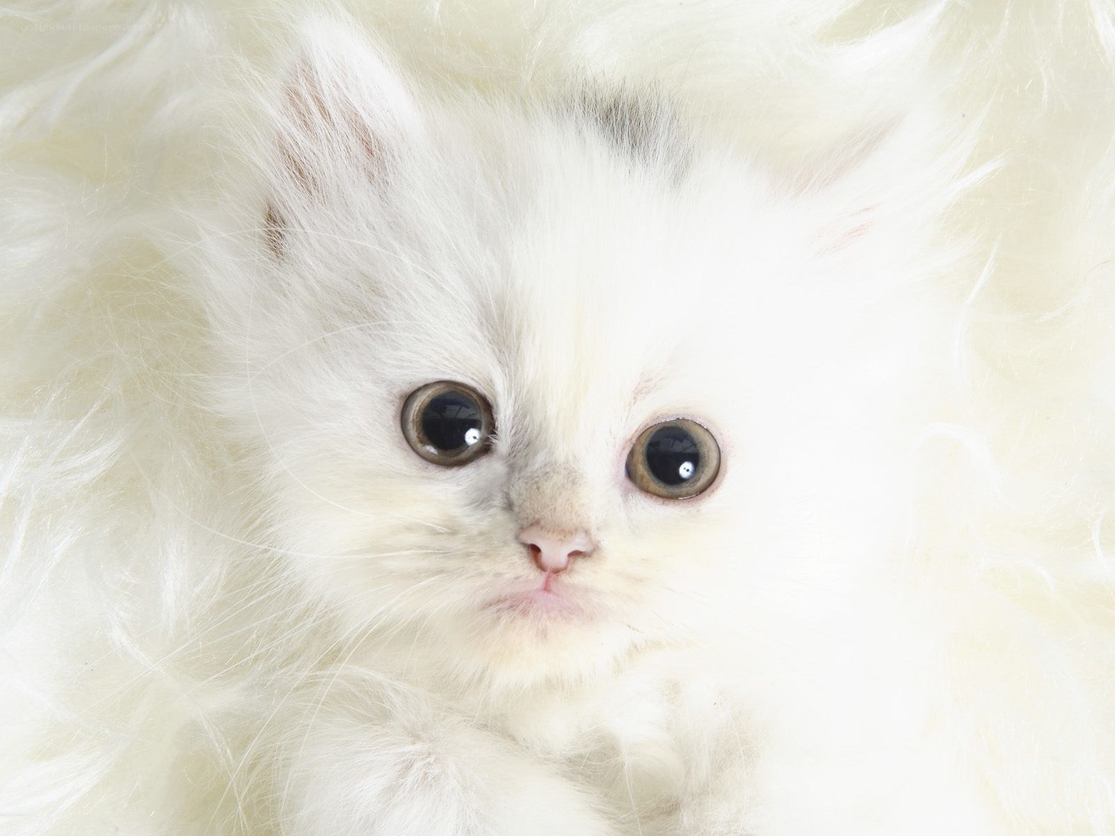 fluffy white kitten close-up