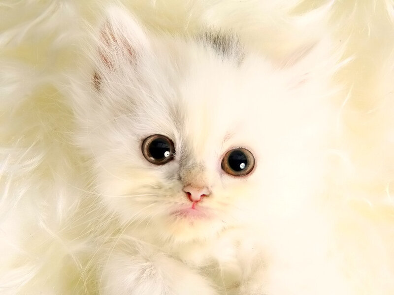 fluffy white kitten close-up
