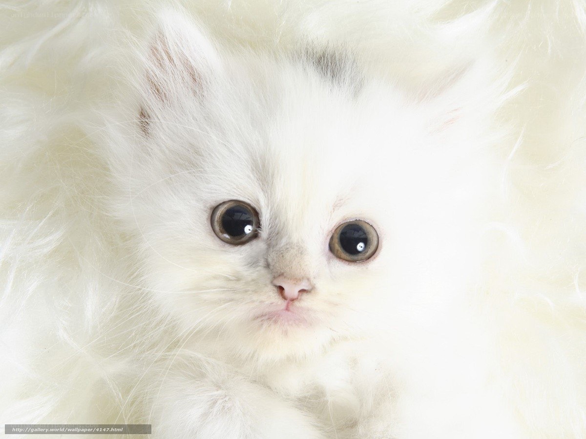 fluffy white kitten close-up