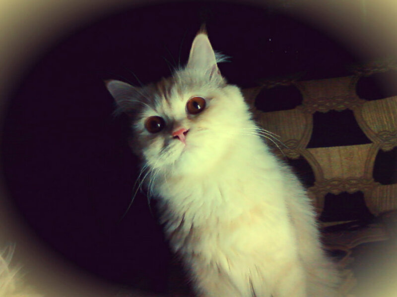 Fluffy White Kitten — Curious, Photograph, Cat, Chair