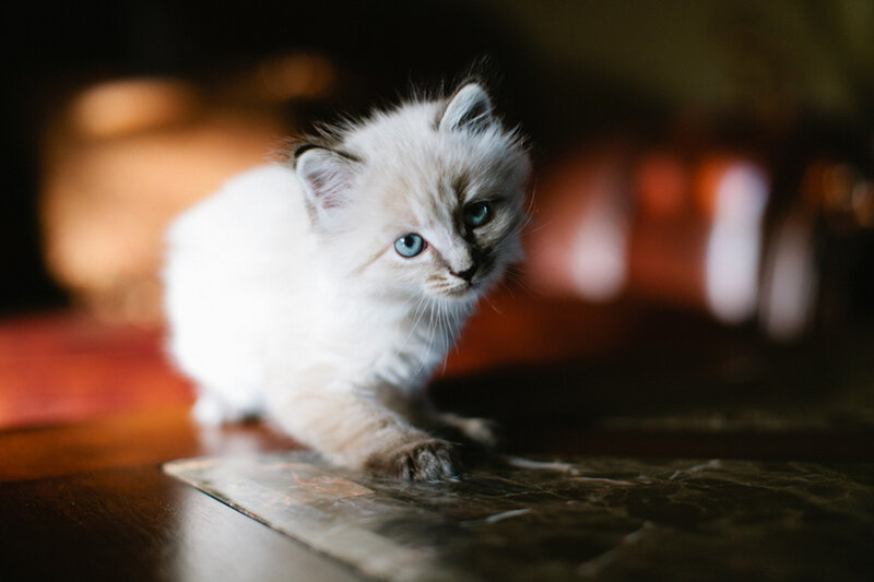 Fluffy White Kitten — Curious, Photograph, Cat