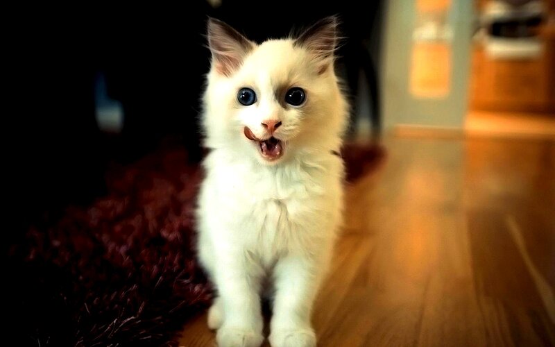 Fluffy White Kitten — Curious, Photograph