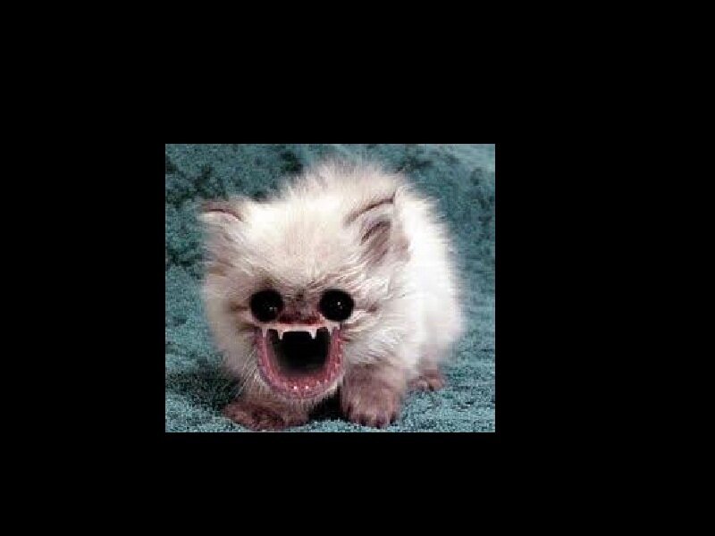Fluffy White Kitten — Disturbing