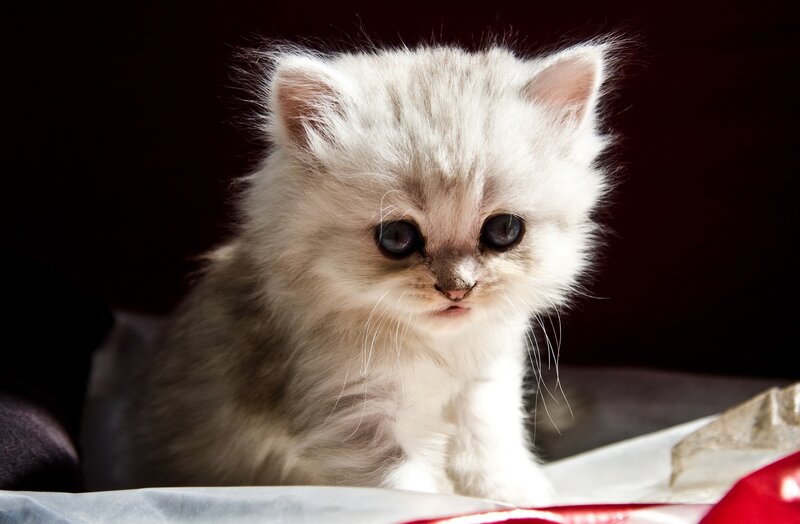 Fluffy White Kitten — Dramatic, Photograph, Dark Background