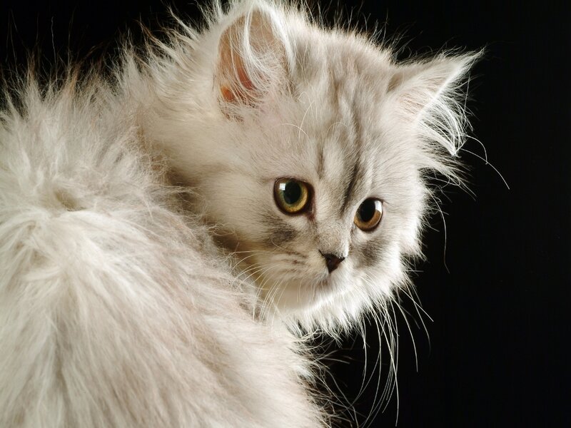 Fluffy White Kitten — Dramatic, Photograph