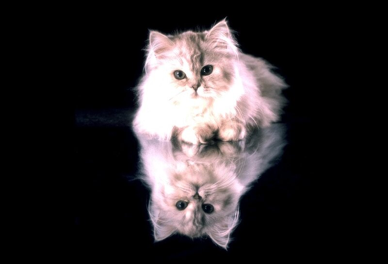 Fluffy White Kitten — Dramatic