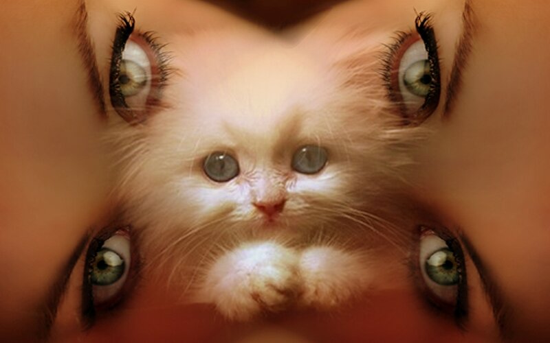 Fluffy White Kitten — Dreamy