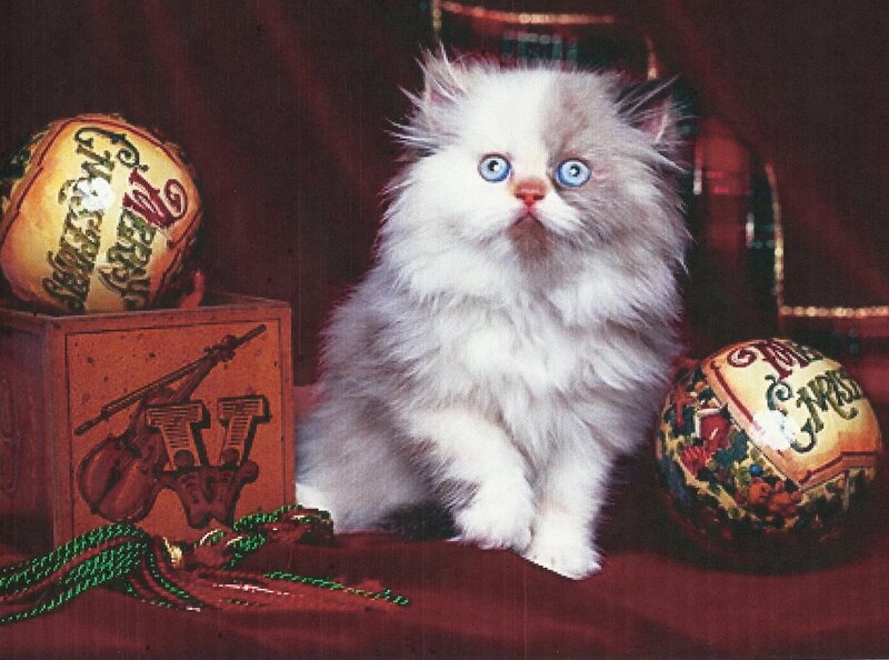 Fluffy White Kitten — Festive, Photograph