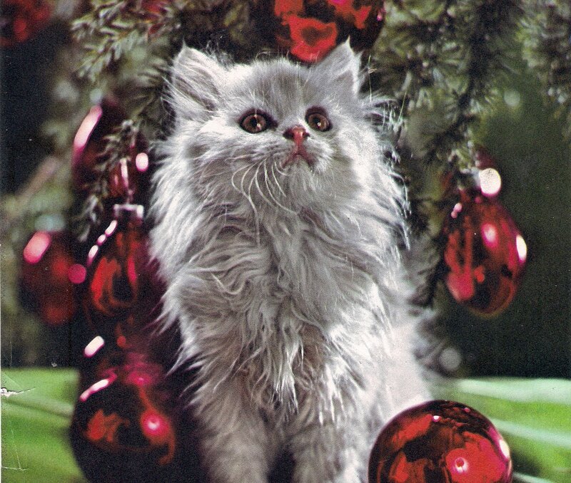 Fluffy White Kitten — Festive, Winter, Photograph, Christmas Tree