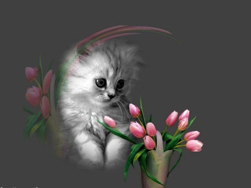 Fluffy White Kitten — Gray