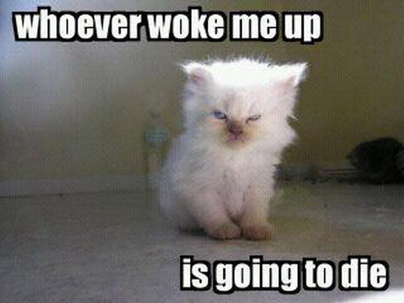 Fluffy White Kitten — Grumpy