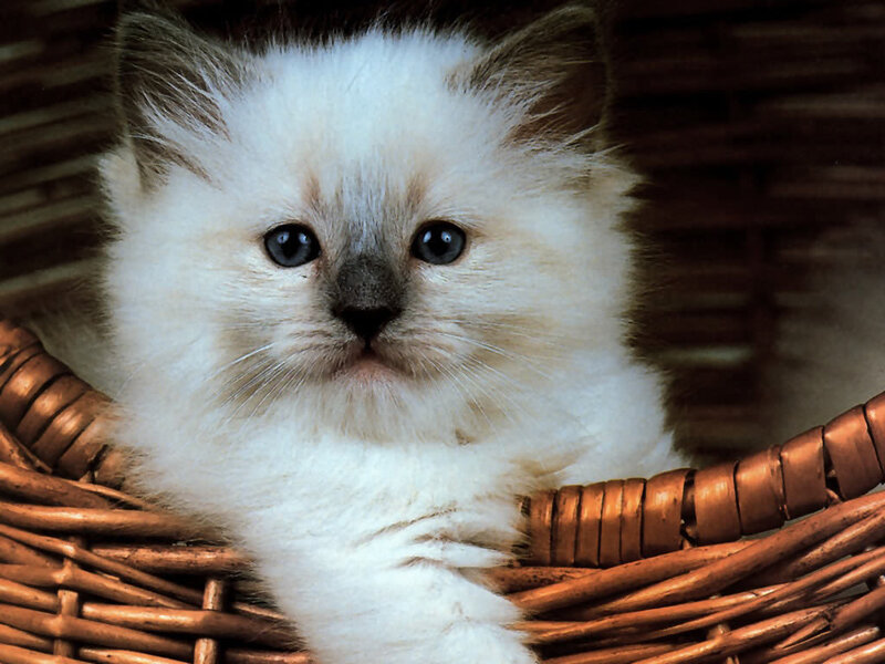 fluffy white kitten in basket
