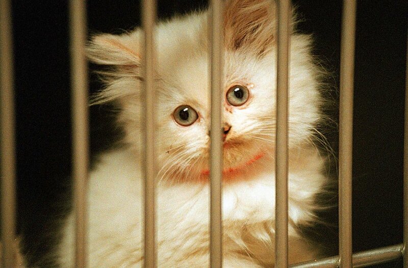 fluffy white kitten in cage