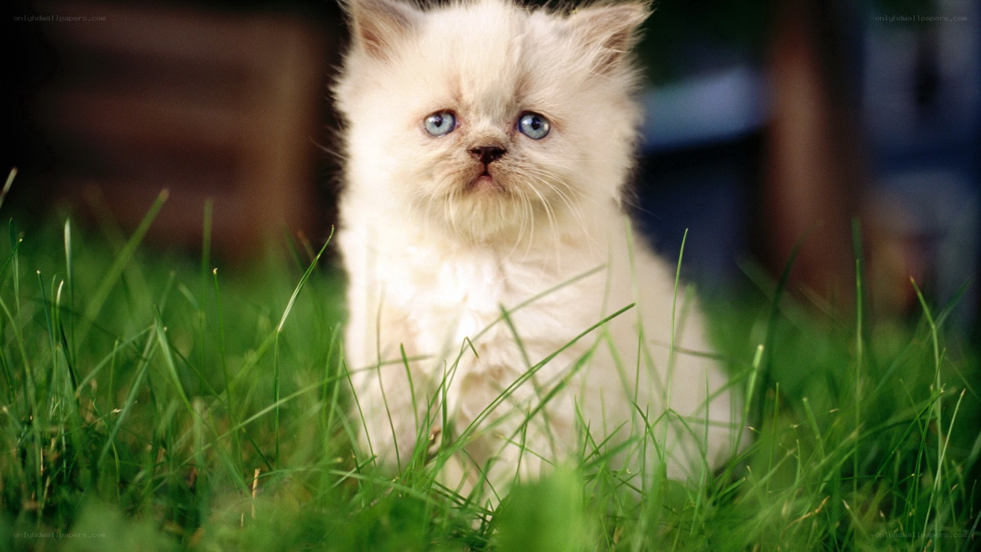 fluffy white kitten in grass