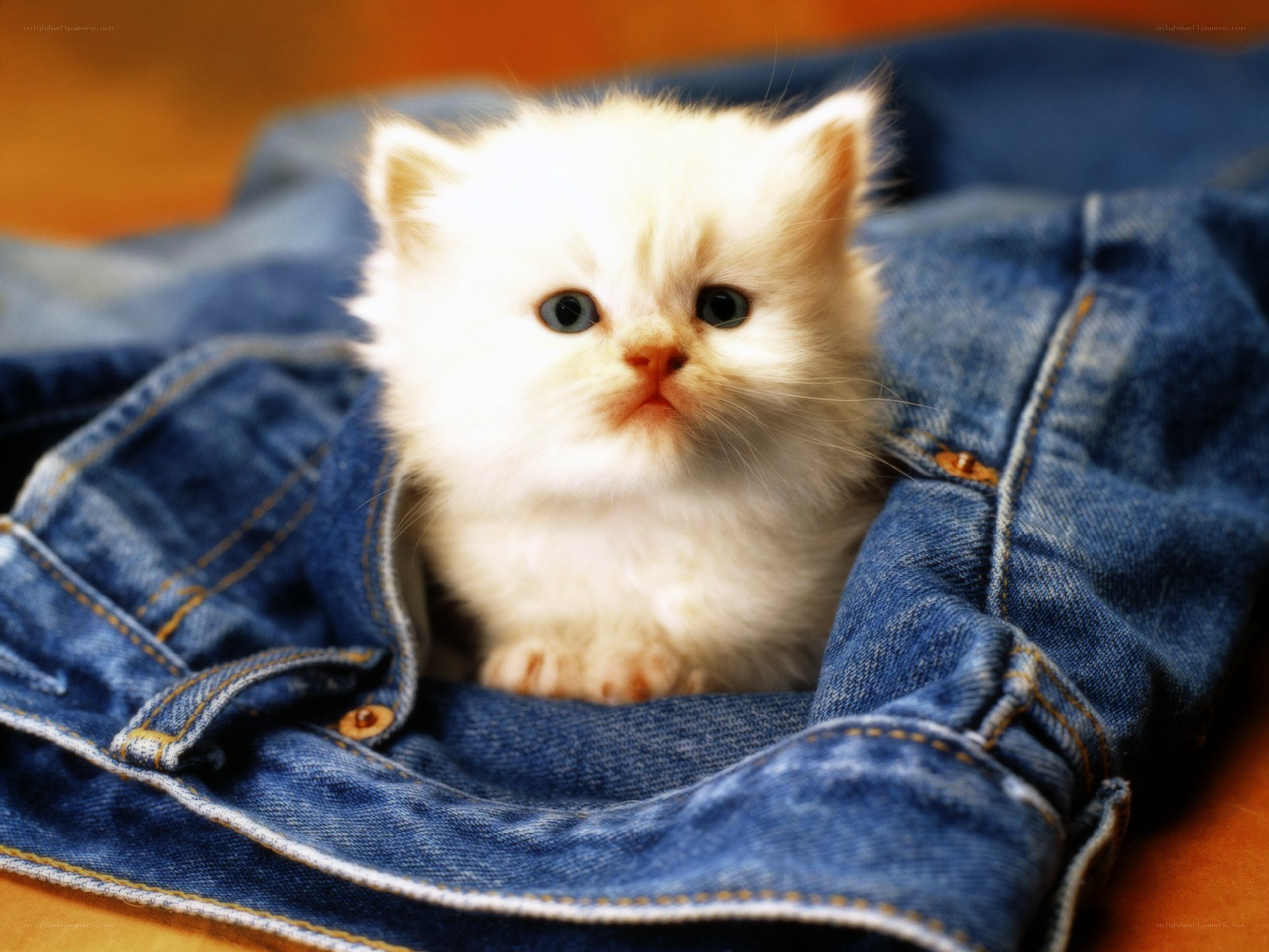 fluffy white kitten in jeans