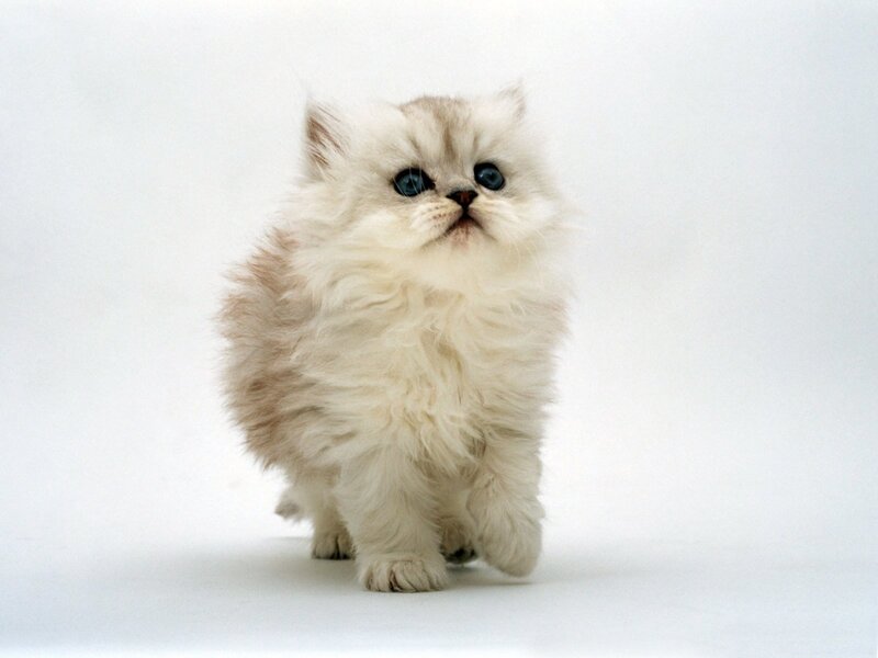 Fluffy White Kitten — Innocent, Blue