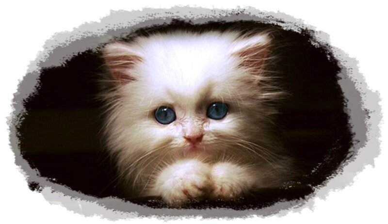Fluffy White Kitten — Innocent, Photograph, Blue Eyes