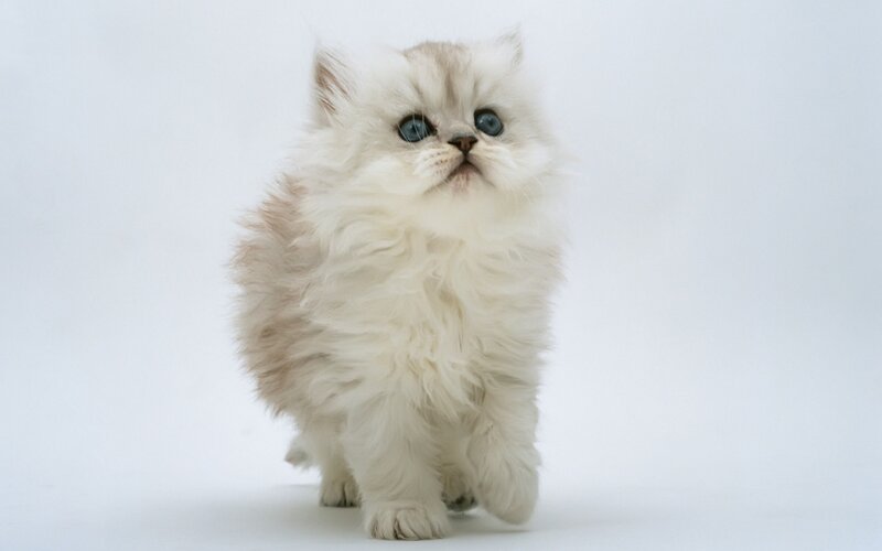 Fluffy White Kitten — Innocent, Photograph, Blue Eyes, White Background